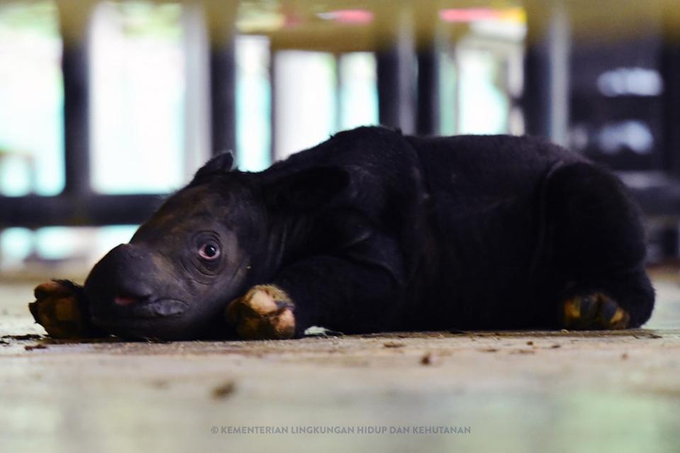 A newborn rhino lays on the ground with its eyes open. It is black and does not have its horns in yet. 