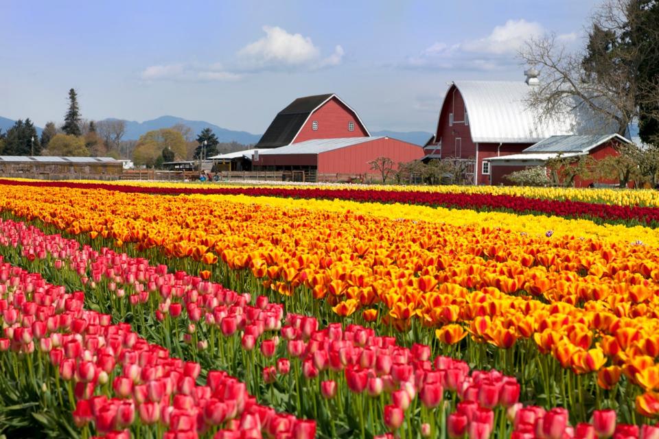 Rows of tulips in front of barns in Washington's Skagit Valley