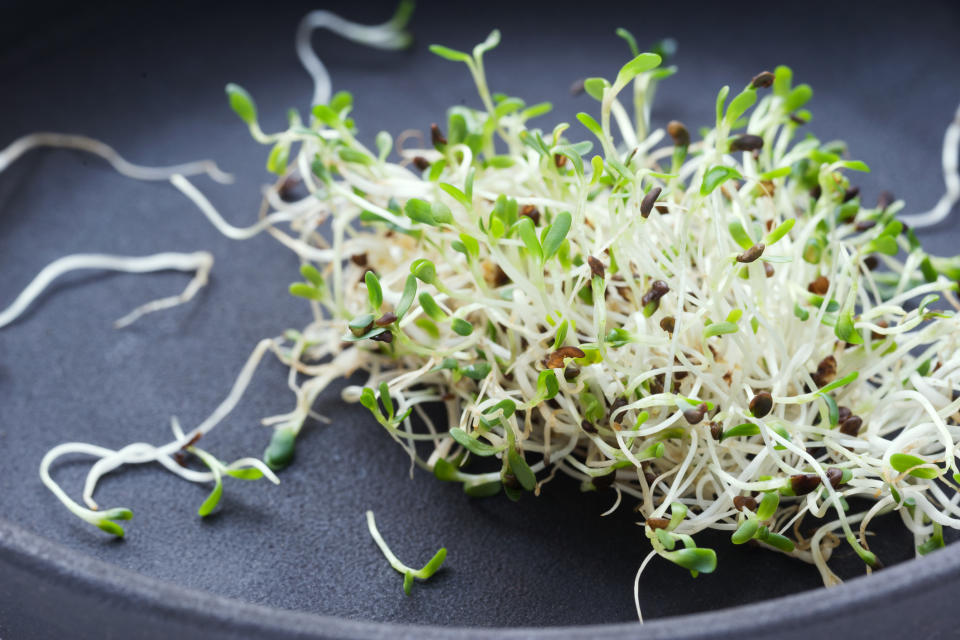 Sprouted alfalfa seeds on gray background