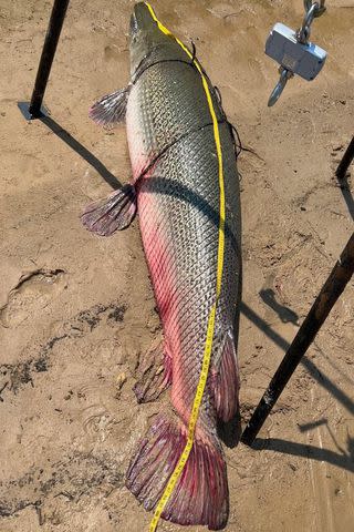 <p>Kirk Kirkland/Facebook</p> The alligator gar fish is measured and weighed.