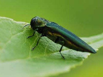 The emerald ash borer is native to Asia and can kill ash trees in the United States.