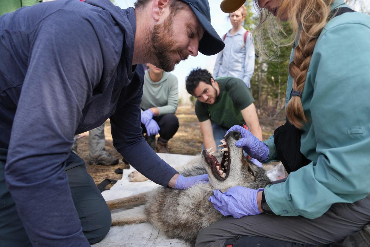 Voyageurs Wolf Project team members process a gray wolf during field work in northern Minnesota.