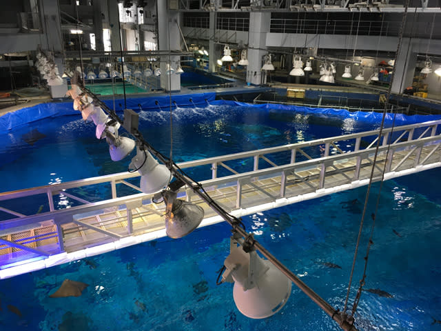 【唔識渣車都無問題】沖繩免費睇海豚表演＋必去水族館