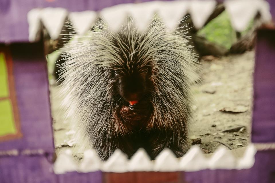 A porcupine chews on a carrot behind a halloween decoration in their exhibit at the Memphis Zoo on Tuesday, Oct. 10, 2023 at the Memphis Zoo in Memphis, Tenn.