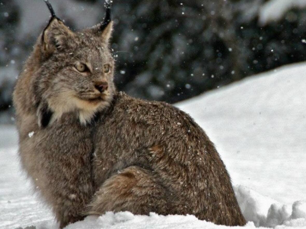 The Canada lynx in New Brunswick has been reclassified from 'endangered' to 'species of concern.' (Alex Taylor/Parks Canada - image credit)