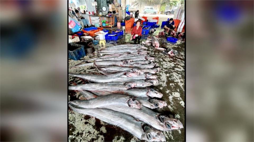 俗稱「地震魚」　漁民一口氣捕撈50尾「皇帶魚」