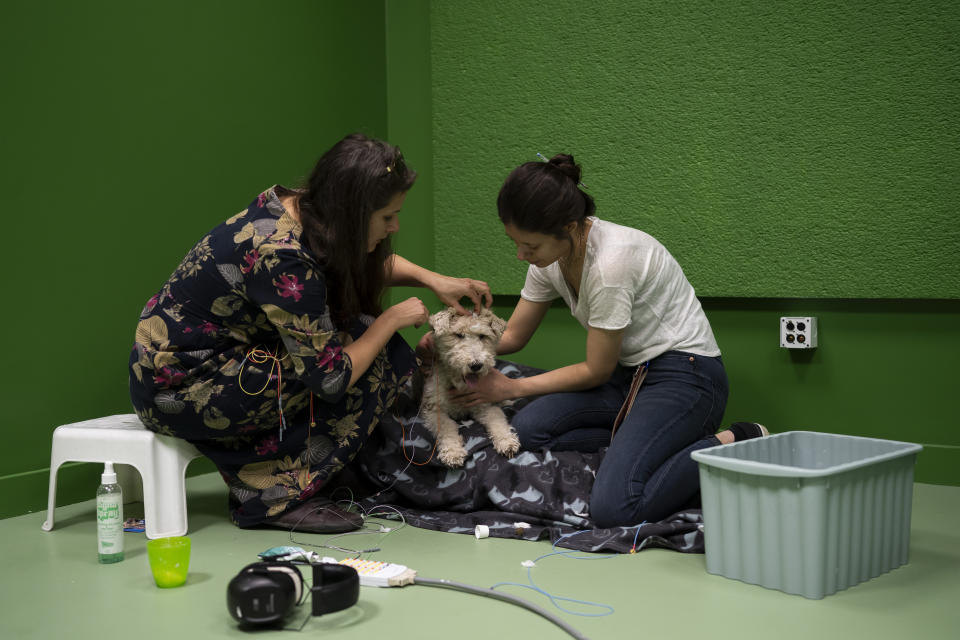 Researcher Marianna Boros, left, attached electrodes to the head of Cuki the dog, during an experiment at the department of Ethology of the Eotvos Lorand University in Budapest, Hungary, on Wednesday, March 27, 2024. A new study in Hungary has found that beyond being able to learn how to perform commands, dogs can learn to associate words with specific objects — a relationship with language called referential understanding that had been unproven until now. (AP Photo/Denes Erdos)