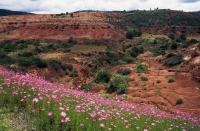 <p>Wildflowers in Oaxaca, Mexico // February 23, 2015</p>