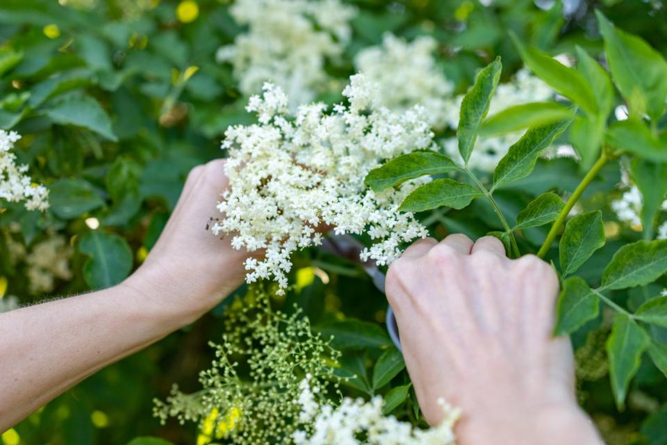 First-person perspective of hands using scissors to prune white elderberry blossoms from an elderberry bush