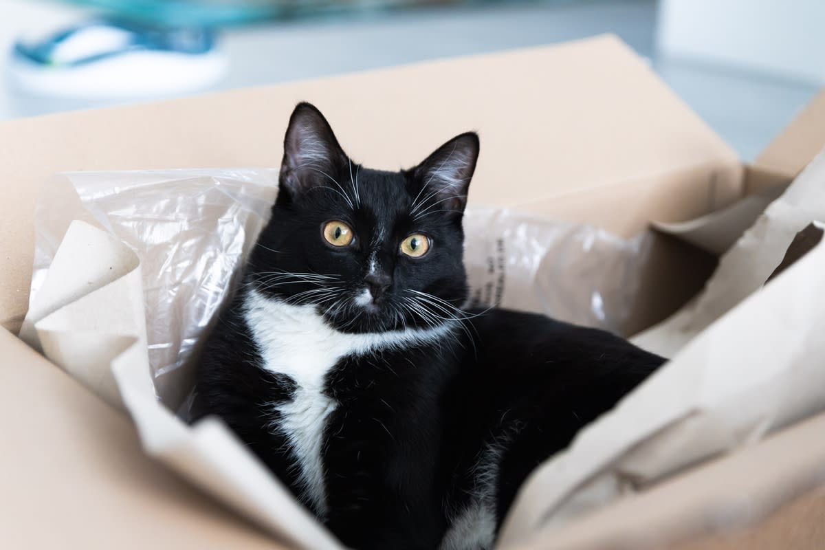 A tuxedo cat sitting in a cardboard box<p>Veksu via Shutterstock</p>