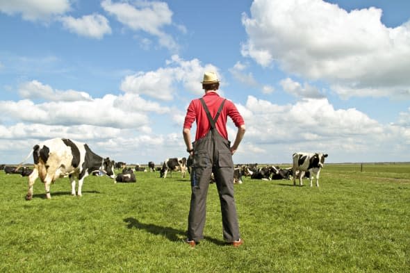 Farmer looking at his cows in the countryside