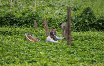 A resident harvests Water Spinach, locally known as KangKong, before Typhoon Mangkhut hits the main island of Luzon, in Muntinlupa, Metro Manila, in Philippines, September 14, 2018. REUTERS/Erik De Castro