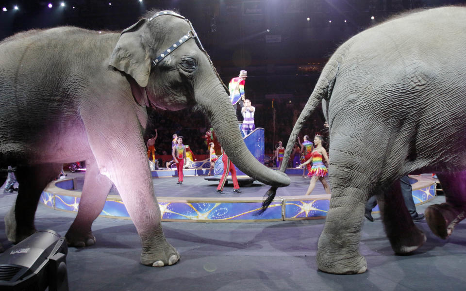 Asian elephants perform for the final time in the Ringling Bros. and Barnum & Bailey Circus Sunday, May 1, 2016, in Providence, R.I. The circus closes its own chapter on a controversial practice that has entertained audiences since circuses began in America two centuries ago. The animals will live at the Ringling Bros. 200-acre Center for Elephant Conservation in Florida. (AP Photo/Bill Sikes)