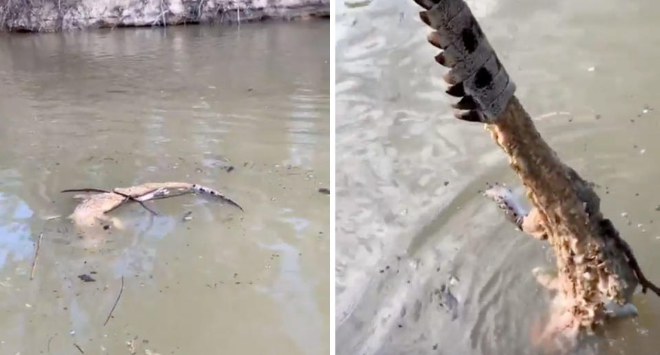 Brent Lodge filmed photos of a skinned crocodile on his Instagram account.