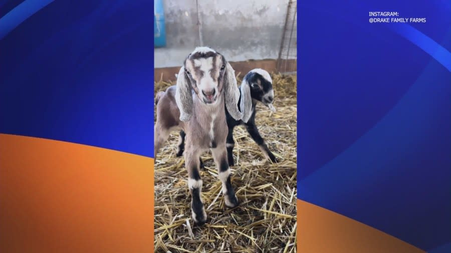 According to an Instagram post from Drake Family Farms California, the thief or thieves cut their fence and stole 12 goats. The stolen goats are Saanen, Alpine, and Nubian goats, are all tattooed and are wearing red, blue or chain collars. (IG/@drakefamilyfarmsca)