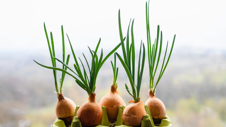 onions with sprouts