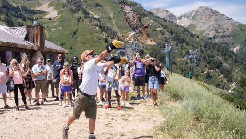 Tracy Christensen releases a red-tailed hawk at Sundance on Saturday. The hawk and its sibling returned to the wild after being treated at Great Basin Wildlife Rescue.