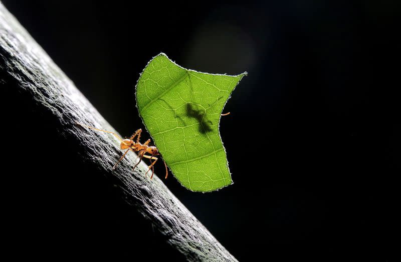 FILE PHOTO: Zompopa ant reared for human consumption is pictured in the insect farm of biologist Paniagua in Grecia