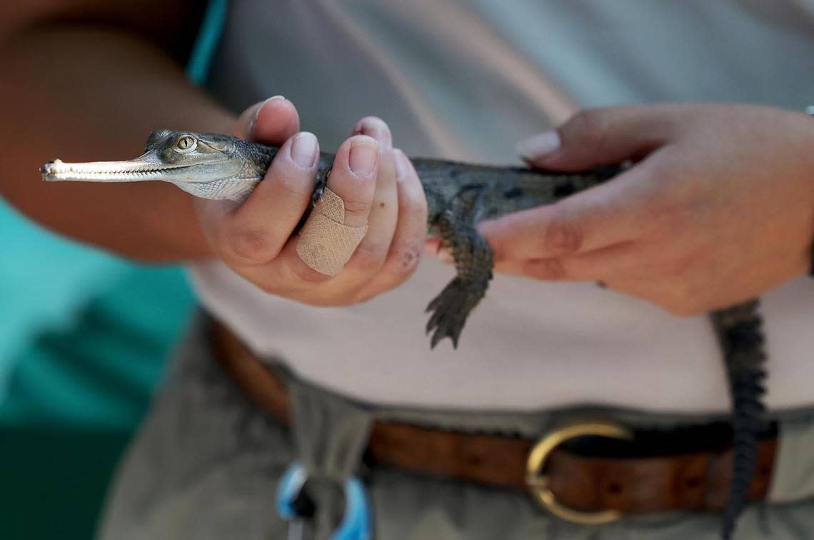 A Fort Worth Zoo ectotherm zoo keeper holds one of four recently hatched gharial crocodiles on Thursday, August 31, 2023, in Fort Worth. Gharial crocodiles are a critically endangered species with only about 200 reproducing adults remain alive in the wild, native to south Asia.