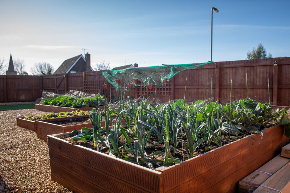 The couple have been told they require planning permission for the vegetable patch. (SWNS)