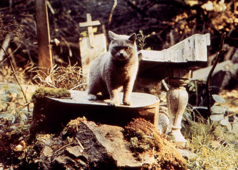 A cat standing at a grave site