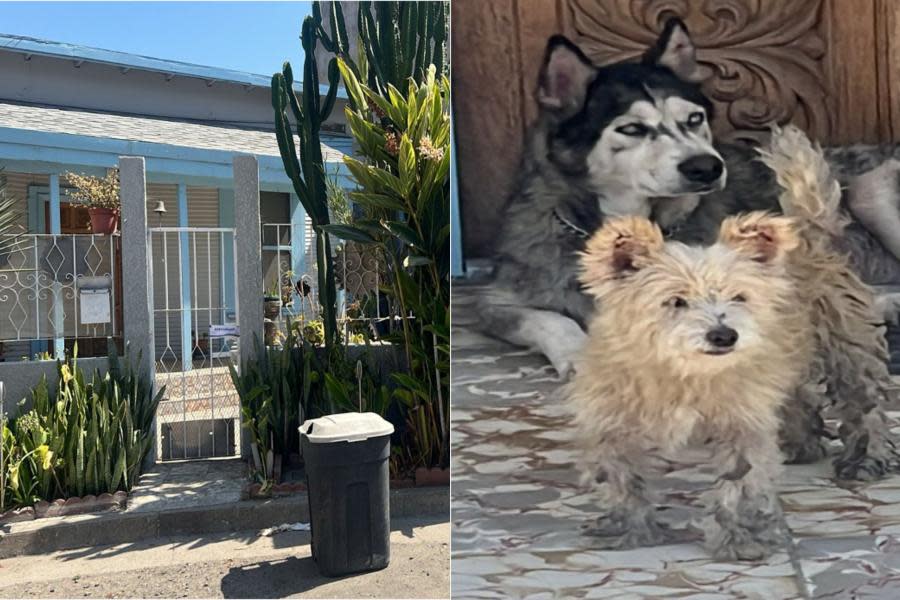 ¡Salvan a perritos en Tijuana! Estaban desnutridos y abandonados en una casa 