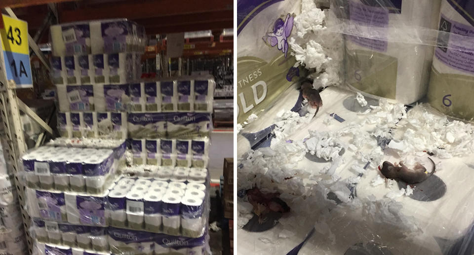 Stacks of toilet paper; Dead baby rats on packs of toilet paper at a Coles distribution centre