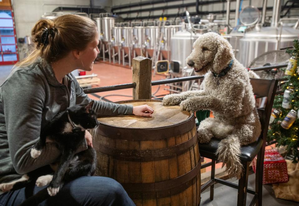 Lindsay Doray of Second Chance Animal Service sits across from Nugget at Timberyard Brewing Co. in East Brookfield.