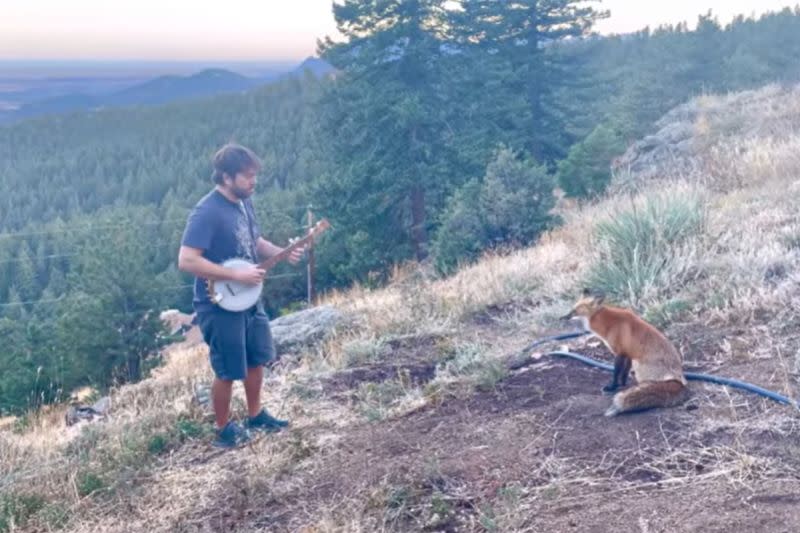 ▲美國一名男子在彈五弦琴時，一隻野生狐狸跑來坐在面前聆聽。（圖／Youtube帳號Andy Thorn-ThornHub）