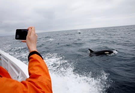 A tourist on a whale watching tour boat photographs a killer whales in the sea near Rausu