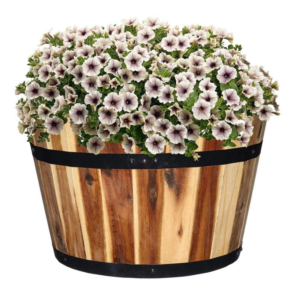 1) Acacia Whiskey Barrel Planter