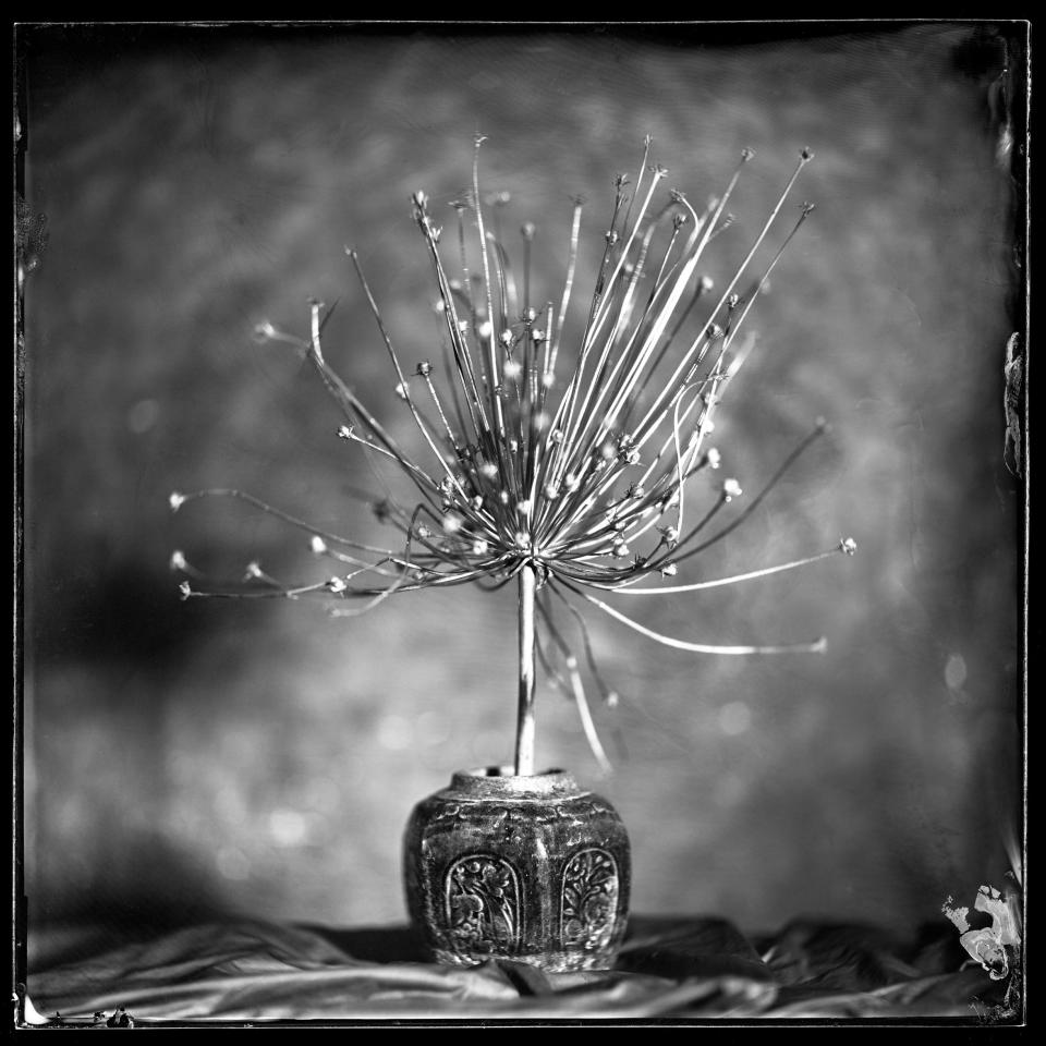 Peter used ordinary objects, like glassware, fruits and flowers and applied the wet plate collodion technique to turn them into something extraordinary - Peter Eleveld/Sony World Photography Awards 