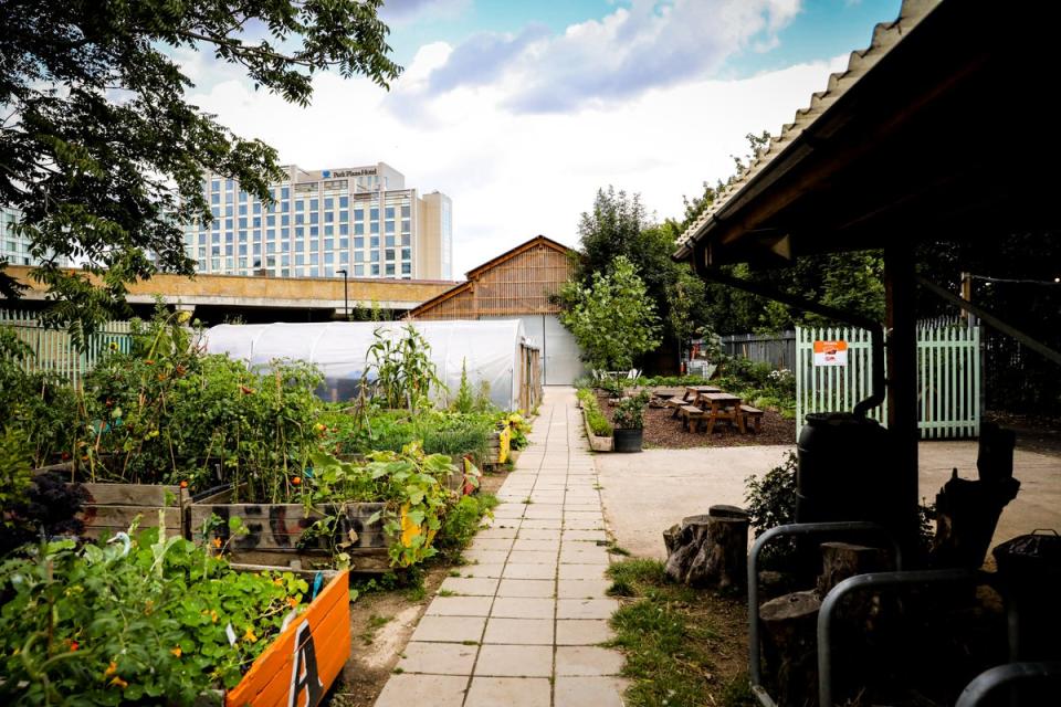 The farm grows a variety of fruit and vegetables, including carrots, tomatoes, berries and courgettes (Oasis Farm Waterloo)