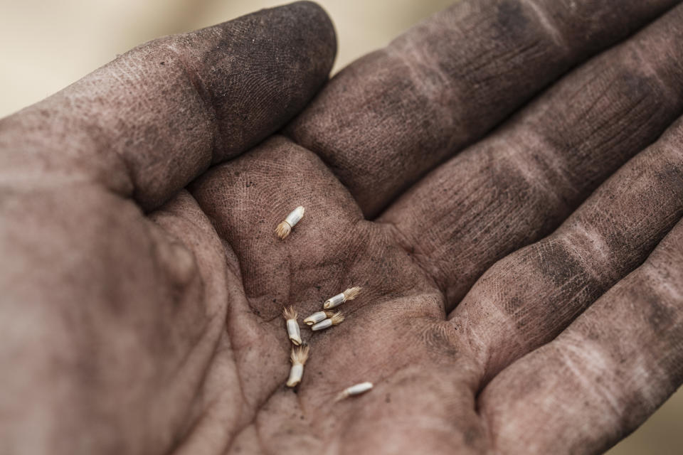 Close-up of mid adult woman's palm with freshly harvested flower seeds