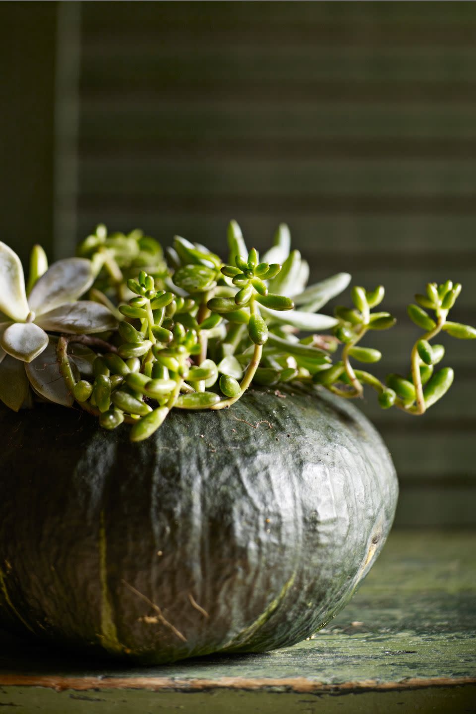 Succulent Pumpkin Carving Idea