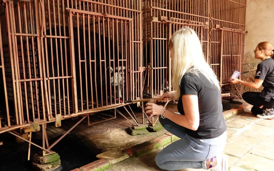 One of five bears rescued from Vietnam's bile farming hotspot - Animal Asia