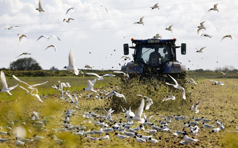 A farmer ploughs his field followed by seagulls on the French island of Noirmoutier-en-l'Ile, western France earlier today