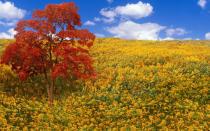 <p>A field of goldenrod flowerssurround a red maplein Vermont. Here, fall foliage meets massive wildflower bloom.</p>