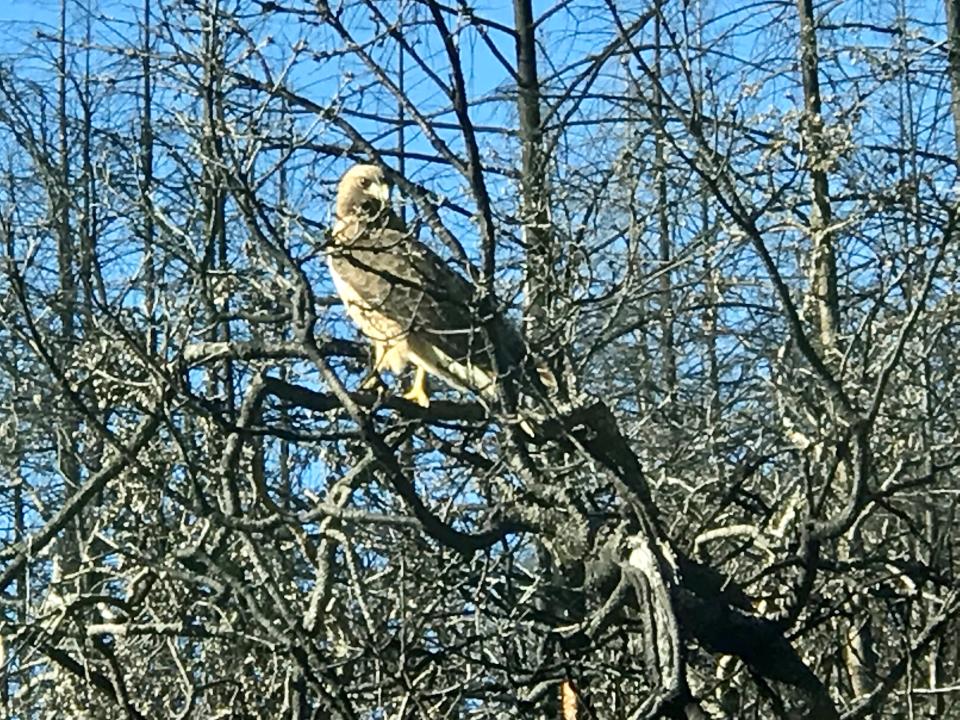 Healdsburg resident Holly Wilson (of "Air over Healdsburg" fame), who also happens to my my mom, spotted a red-tailed hawk in the hills out West Dry Creek this week.