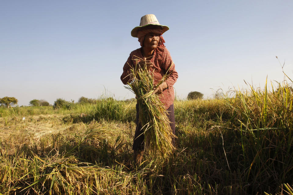 FILE - In this Feb. 11, 2019, file photo, woman cuts rice in the village of Samroang Kandal on the north side of Phnom Penh, Cambodia. United Nations agencies are warning that more than 350 million people in the Asia-Pacific are going hungry as the coronavirus pandemic destroys jobs and pushes food prices higher. (AP Photo/Heng Sinith, File)