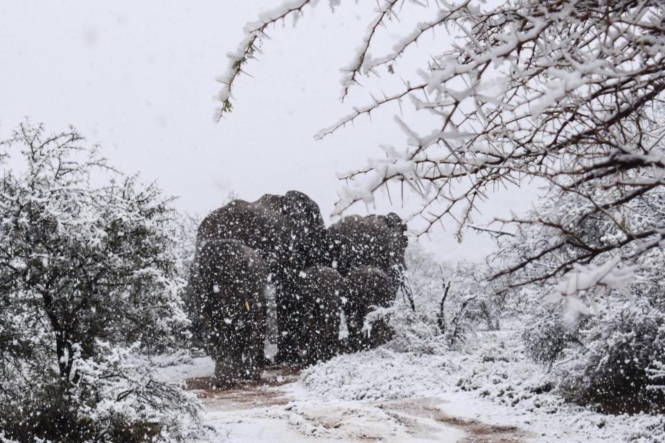 <em>Brrrrr – elephants were among the animals pictured in thick snow in the Sneeuberg mountains (Picture: Kitty Viljoen/Caters News)</em>
