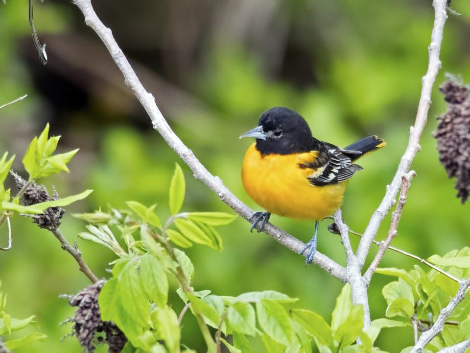 Baltimore orioles are expected to be among the hundreds of millions birds that will be flying northward along the Central Flyway on Saturday night. Kansas is along that path.