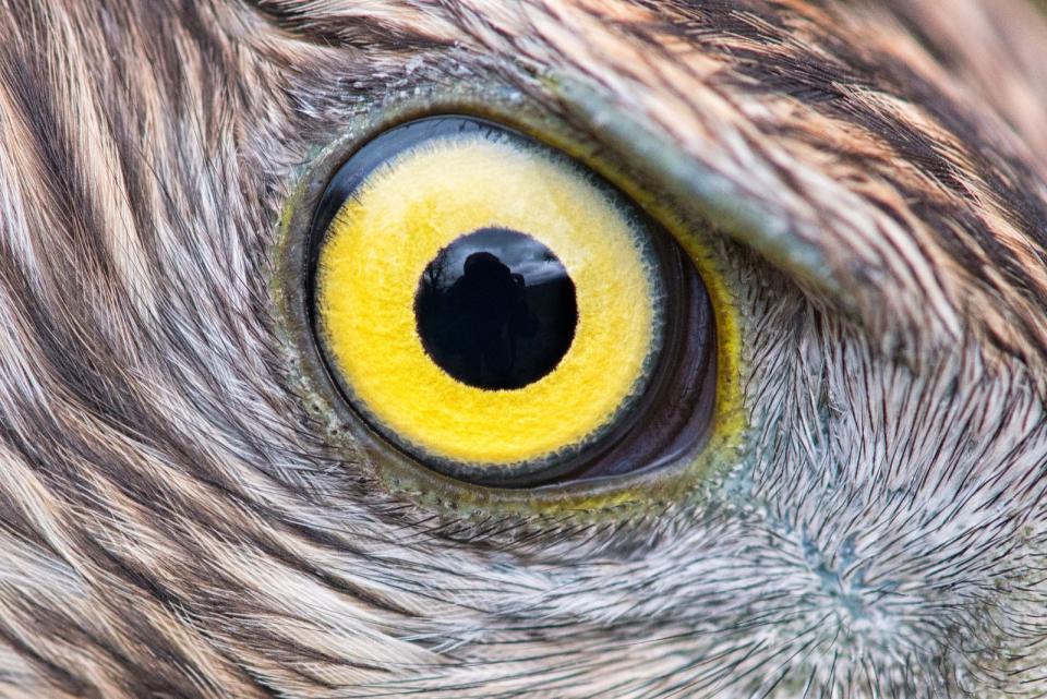 Zu den besonderen Fähigkeiten der Greifvögel gehört ihr Sehvermögen. Die spezielle Konstruktion des sprichwörtlichen "Adlerauges" lässt Beute entdecken, die mehrere hundert Meter weit weg ist. (Bild: iStock/MriyaWildlife)