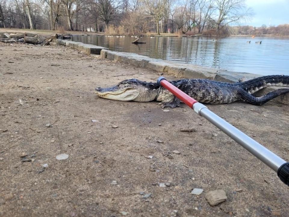 This 4-foot-long alligator was found in Brooklyn's Prospect Park on Feb. 19, 2023.