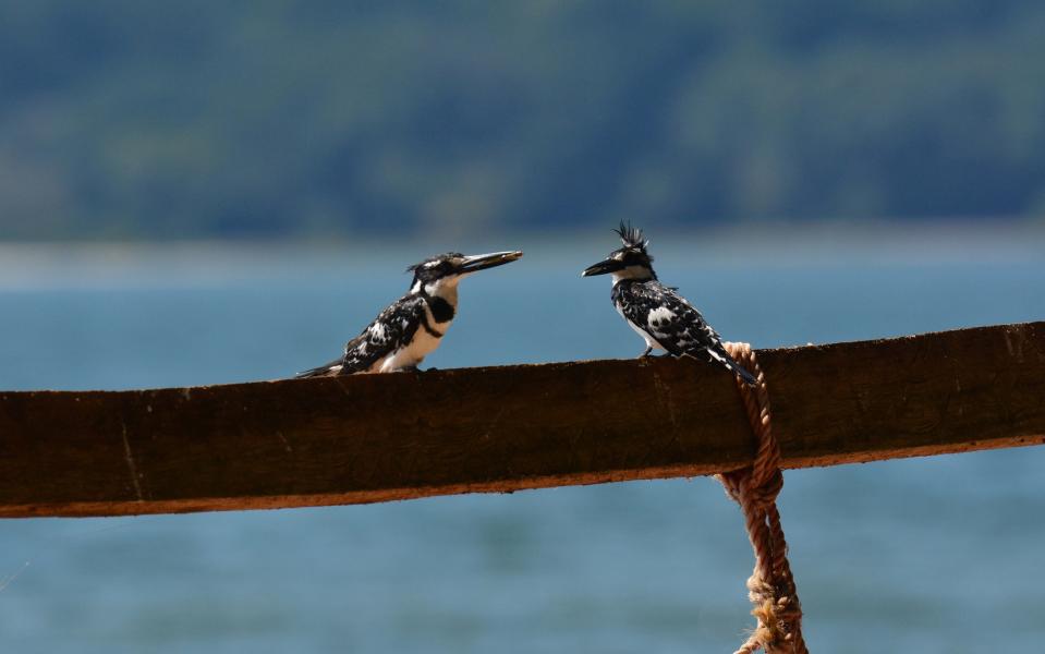 Birdlife on the shores of Lake Victoria - © 2018 Michele D'Amico