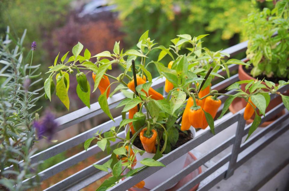 <p>Growing tasty peppers and chillies is possible but only if they are placed somewhere where they will receive hours of sunlight, which is why balconies and sunny windowsills work fantastically. </p><p>Again, choose a variety of different peppers and chillies and you will be adding some lovely colour to your balcony space.</p>