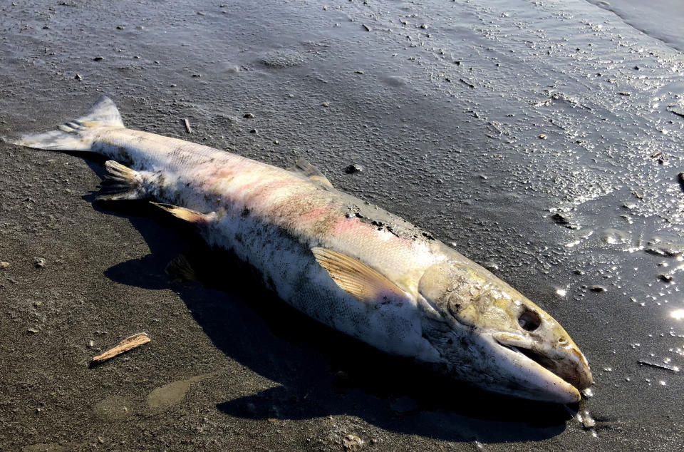 FILE - This July 2019 photo provided by Peter Westley shows the carcass of a chum salmon along the shore of the Koyukuk River near Huslia, Alaska, July 2019 was the hottest month ever recorded in the state. Global warming looks like it will be a far bigger problem for the world’s fish species than scientists first thought, since a study led by Dr. Flemming Dahlke released on Thursday, July 2, 2020 shows that when fish are spawning or are embryos they are far more vulnerable to hotter water. (Peter Westley/University of Alaska Fairbanks via AP)