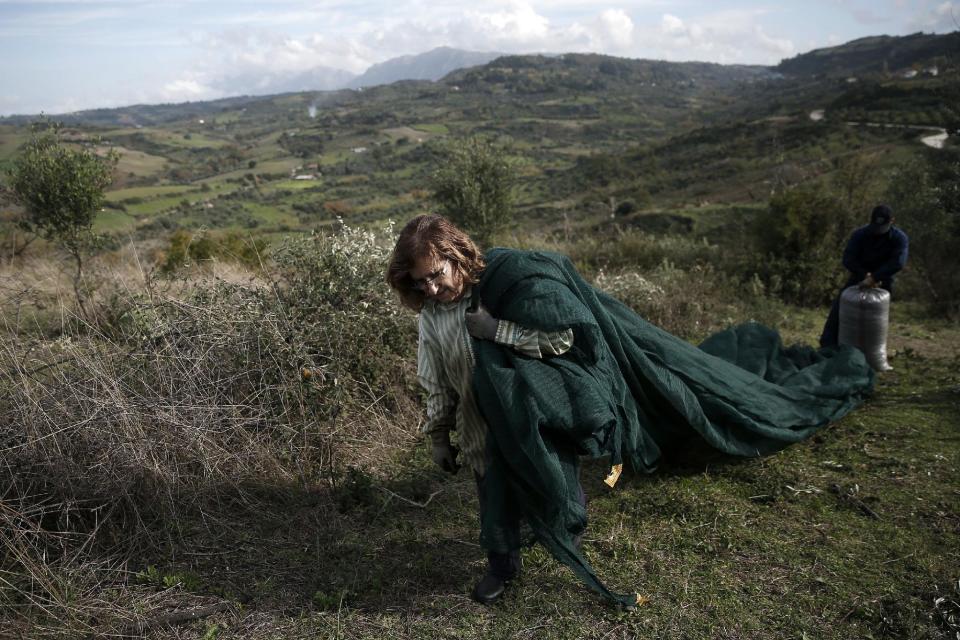 Pensioner Aggeliki Bourou, who lives in Athens, carries a canvas tarp as she collects olives with relatives at a family olive grove in Kalo Pedi village, about 335 kilometers (210 miles) west of Athens, Greece on Monday, Dec. 2, 2013. Widespread ownership of olive groves among Greeks has helped maintain supplies to households as they struggle through a sixth year of recession. (AP Photo/Petros Giannakouris)