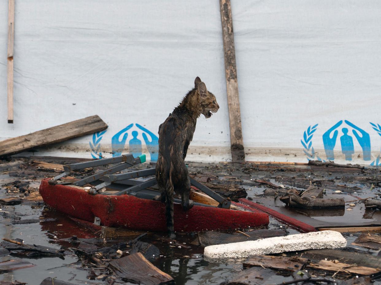 A cat sits on a piece of furniture floating in the water in Kherson, southern Ukraine, June 8, 2023, after floodwaters engulfed the city following damage sustained at the Nova Kakhovka hydroelectric power plant dam. / Credit: ALEKSEY FILIPPOV/AFP/Getty