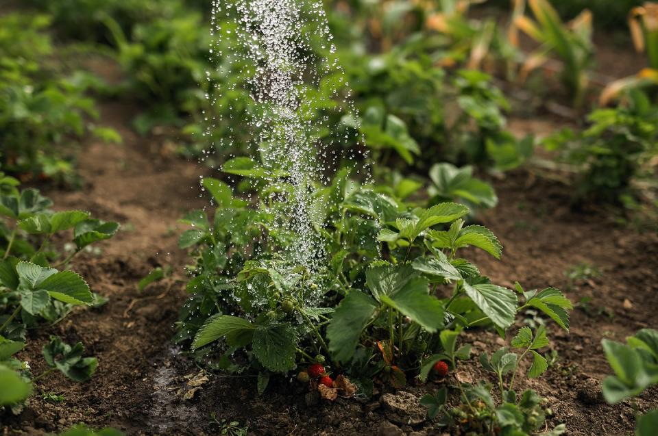   <span class="attribution"><a class="link " href="https://www.shutterstock.com/es/image-photo/water-watering-can-pours-over-strawberry-1776865853" rel="nofollow noopener" target="_blank" data-ylk="slk:Shutterstock / Savyolova Ekaterina;elm:context_link;itc:0;sec:content-canvas">Shutterstock / Savyolova Ekaterina</a></span>